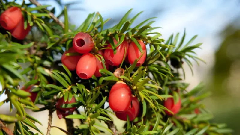Yew (Taxus Species)