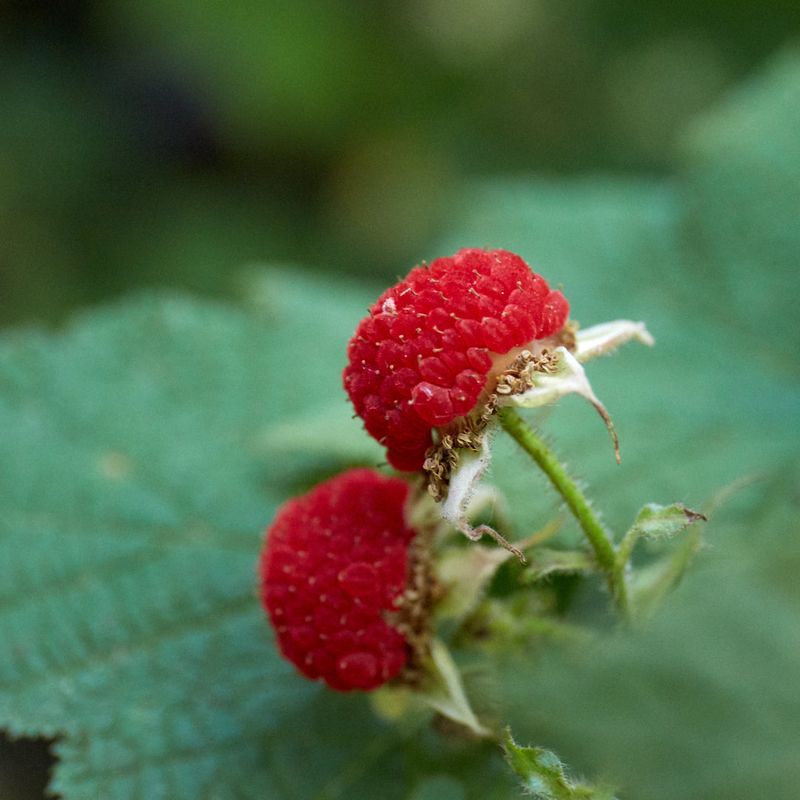 Thimbleberry (Rubus parviflorus)