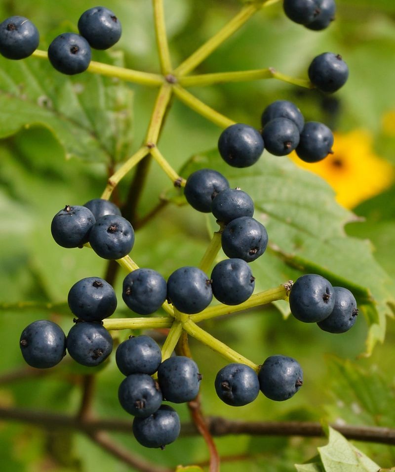 Arrowwood Viburnum That Fills The Garden With Color