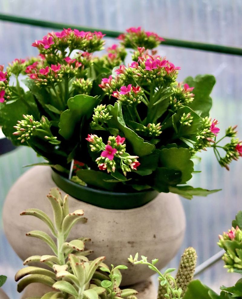 Kalanchoe Produces Colorful Blooms With Minimal Effort