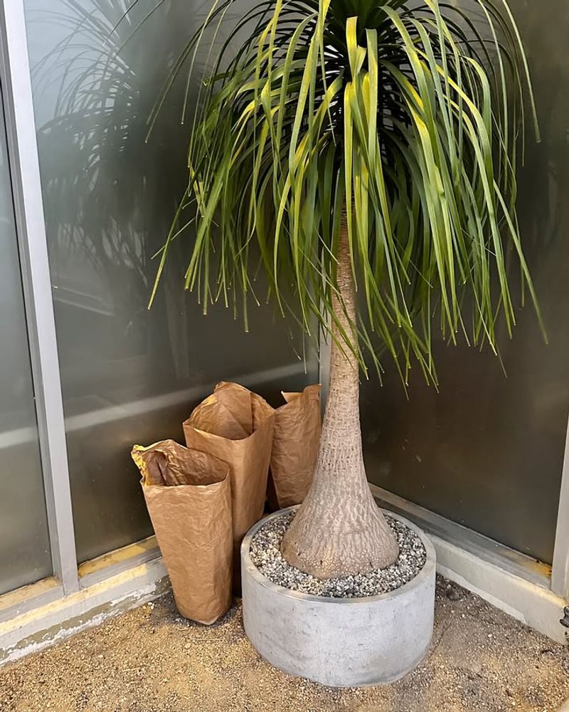 Ponytail Palm Stores Water In Its Swollen Trunk