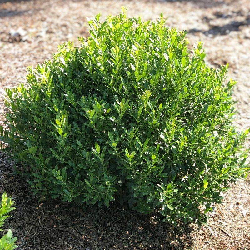 Inkberry Holly Brings A Neat Boxwood-Like Look