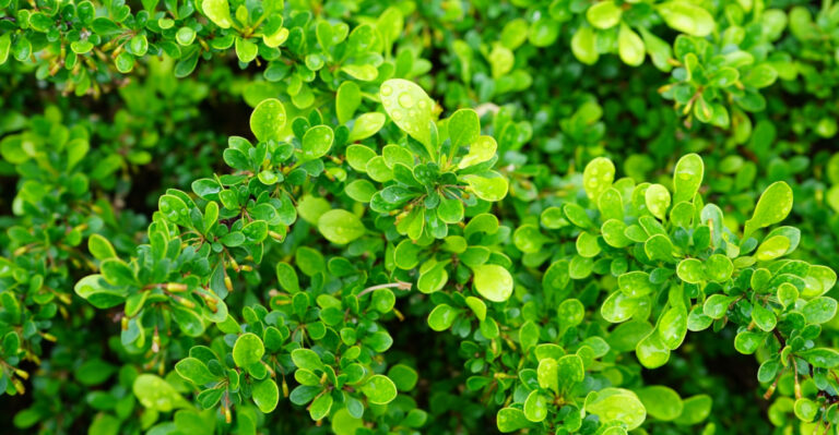 Elevate Your Pennsylvania Yard With These 8 Boxwood Alternatives