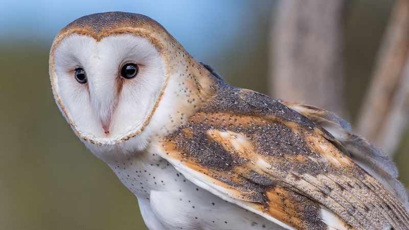 Barn Owl Dominating Silent Nights