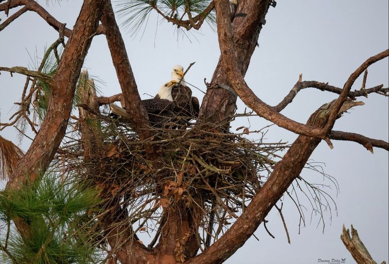 Protected Species Have Extra Nesting Rules