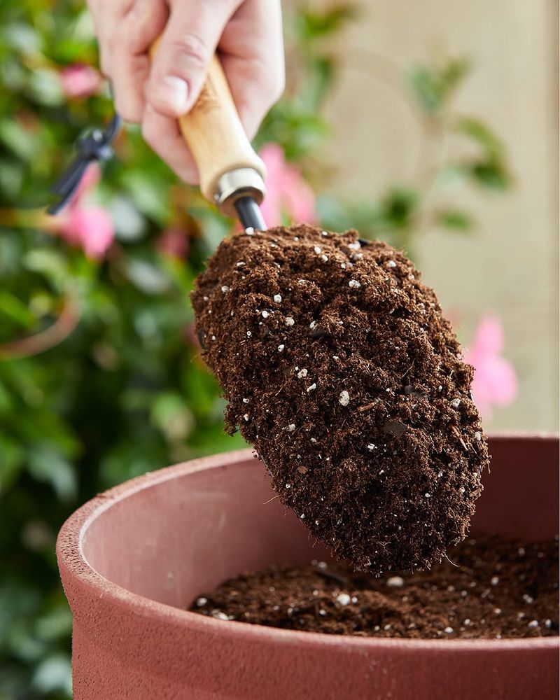 Refresh Potting Mix Instead Of Reusing Compacted Soil