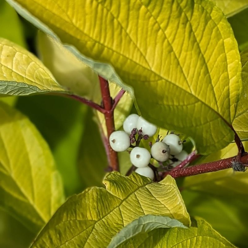 Red Twig Dogwood
