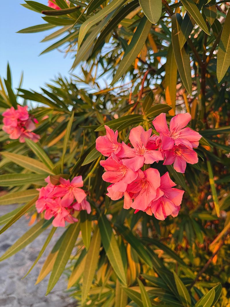 Protect New Shoots From Late Cold Snaps