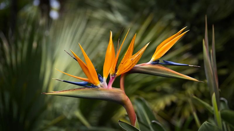 Don't Prune During Flowering