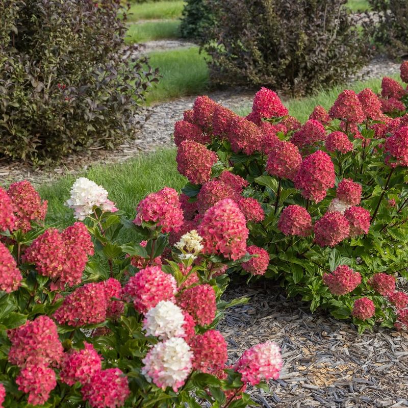 Apply A Light, Balanced Fertilizer