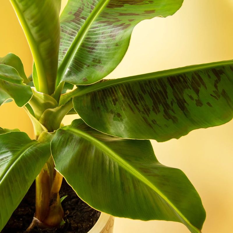 Growing Bananas In Containers In Colder Zones