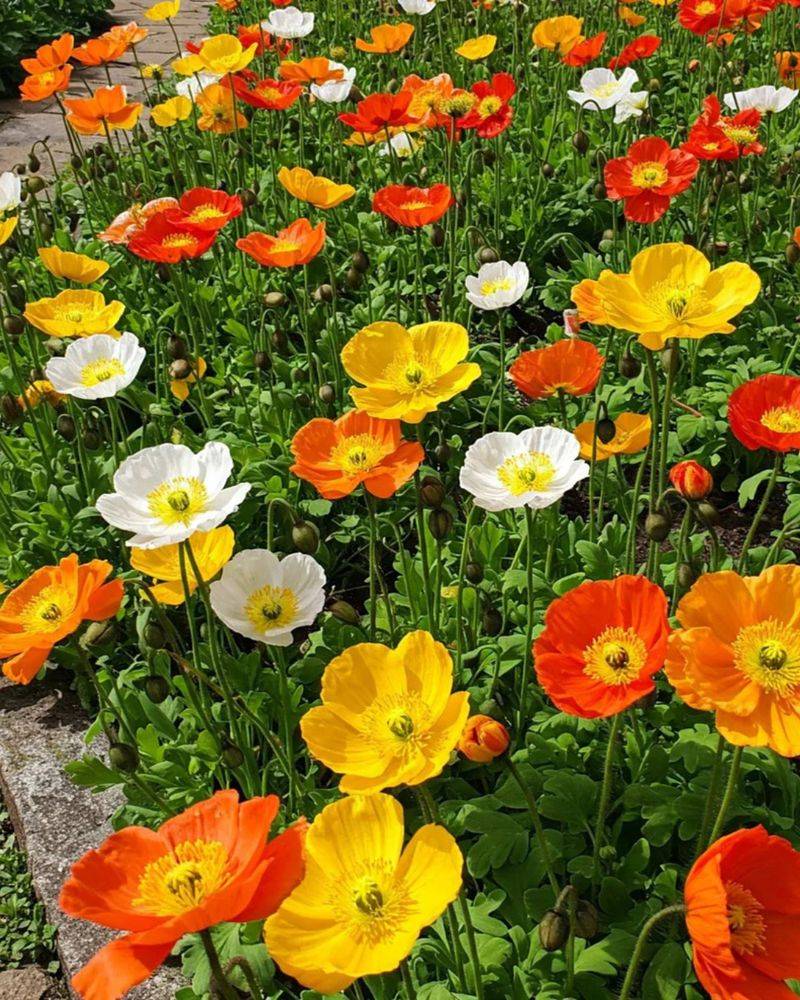 Iceland Poppies