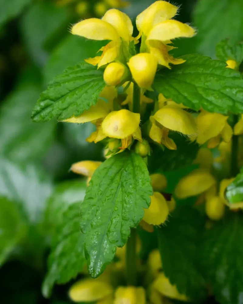 Yellow Archangel That Turns Shady Corners Into Takeover Zones