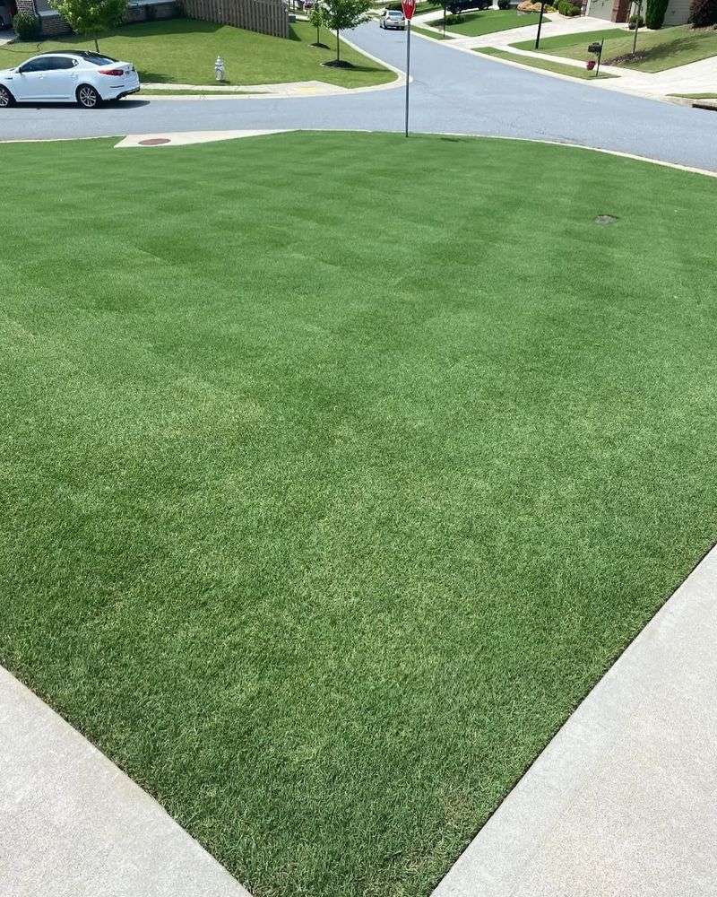Bermuda Grass