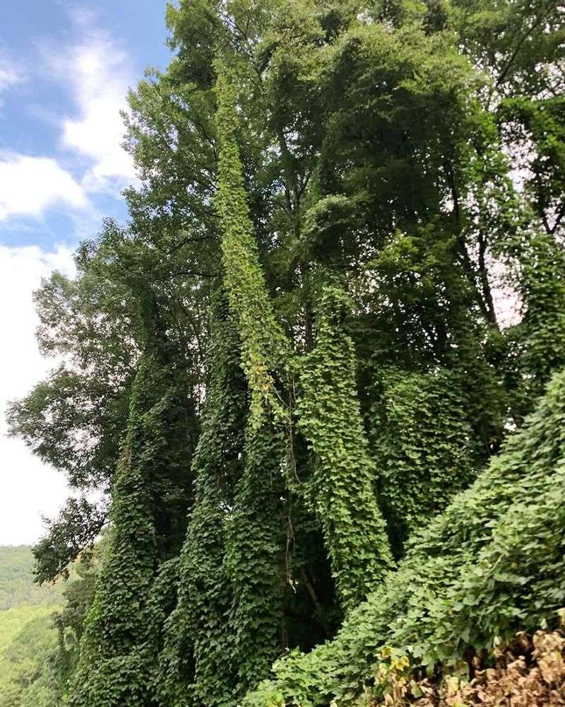 Kudzu