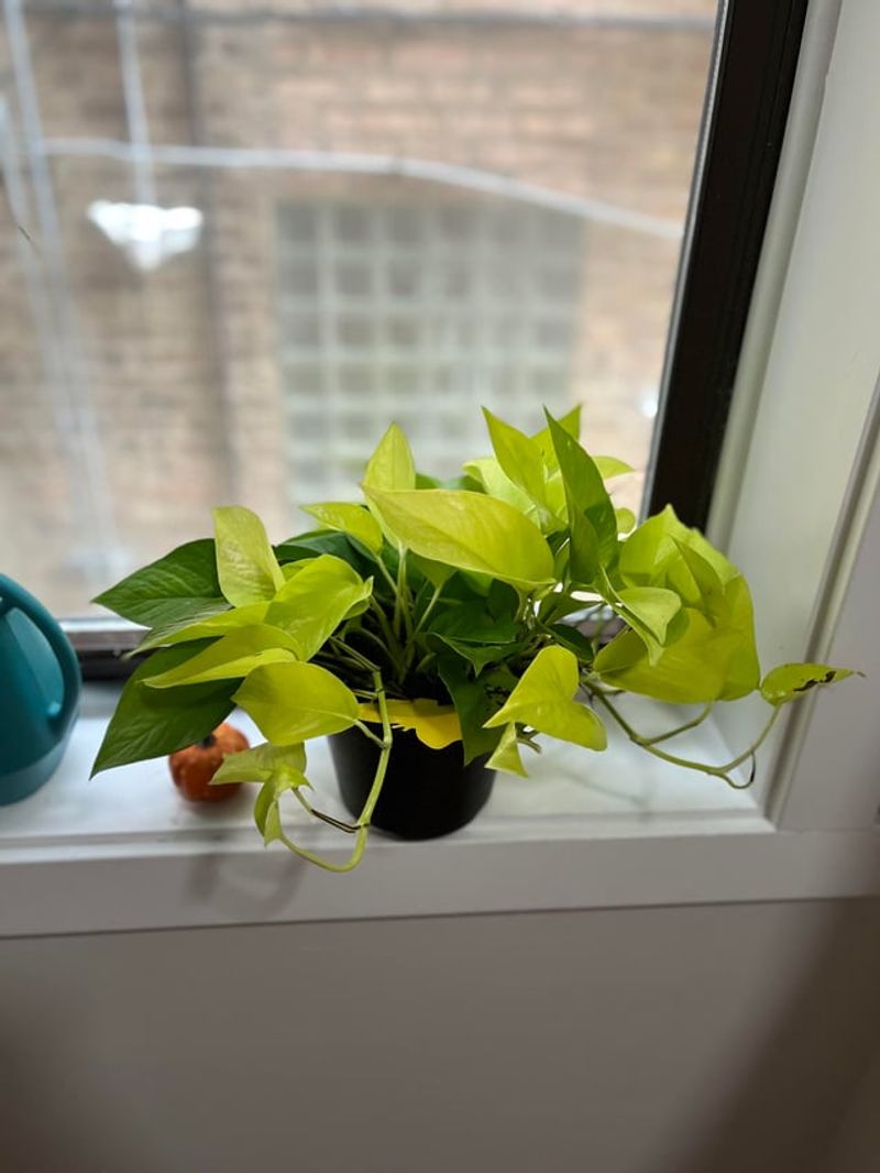 Pothos (Epipremnum Aureum)