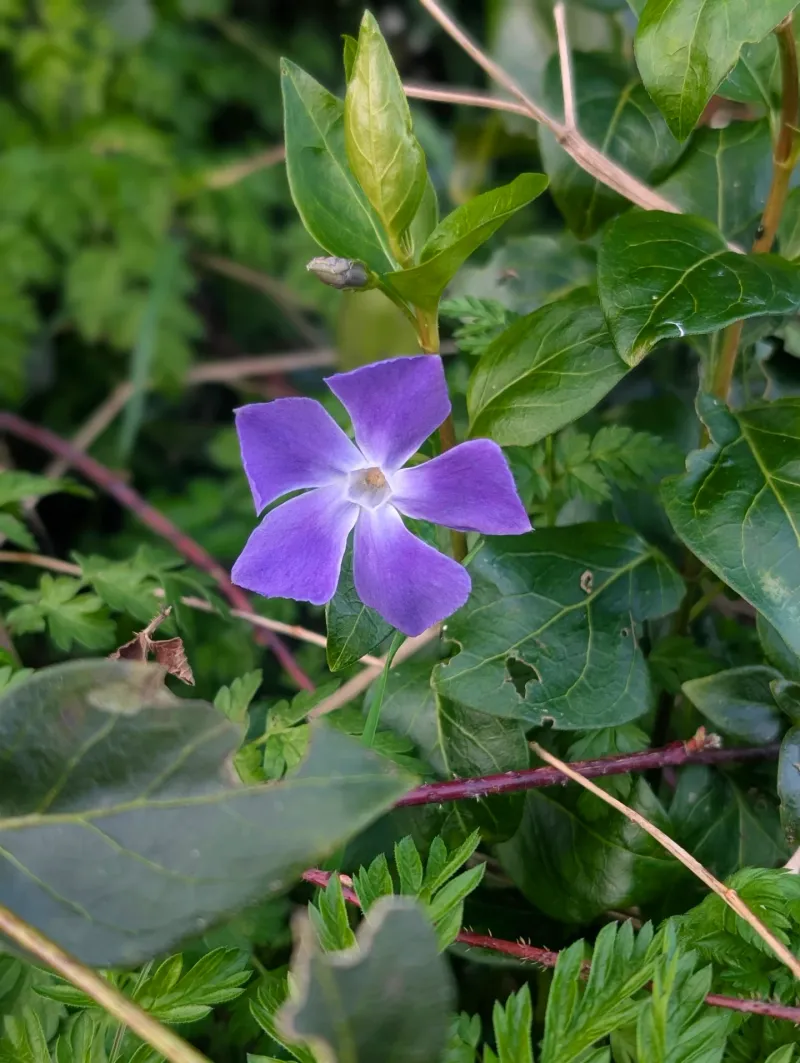Periwinkle / Vinca