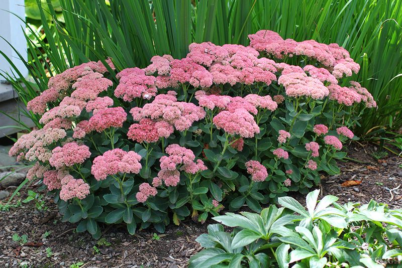 Let Sedum Bring Late-Season Drama And Texture