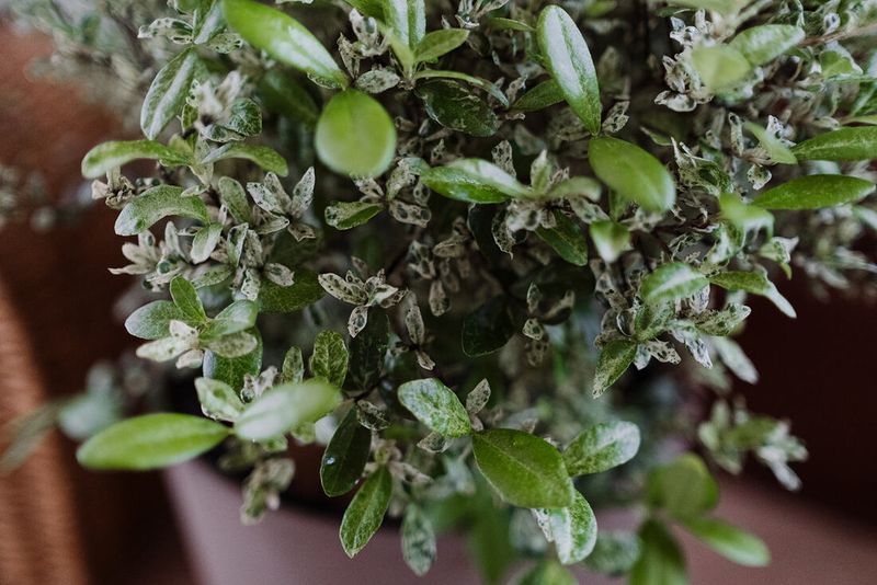 Protect It During Hard Freezes In North Florida