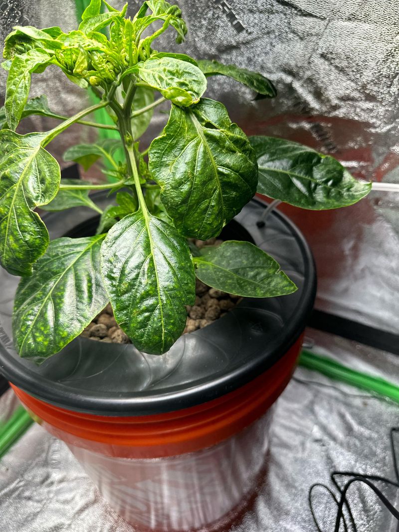 Grow Sweet Colorful Peppers In Easy Water Systems