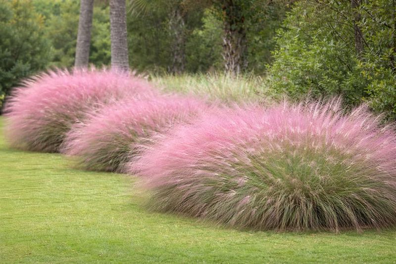 Grow Stunning Texture With Muhly Grass