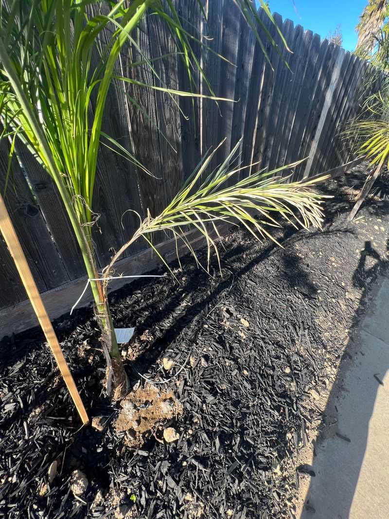 Avoid Overwatering Newly Planted Palms