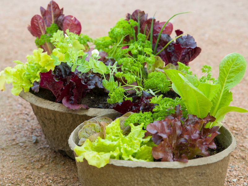 Choose Plants That Suit Illinois Seasons