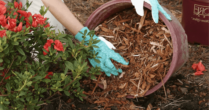 Mulch To Retain Moisture And Control Weeds