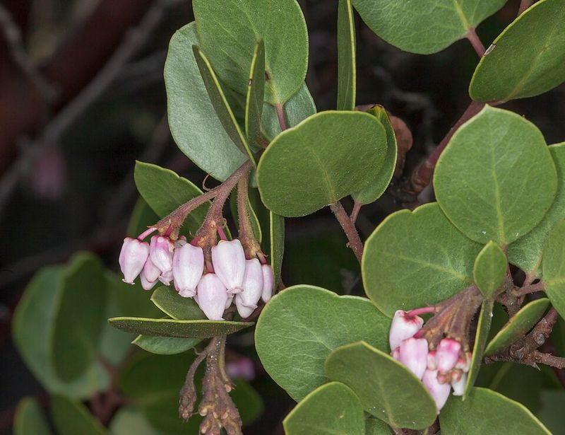 Manzanita Thrives In Dry, Well-Drained Soil