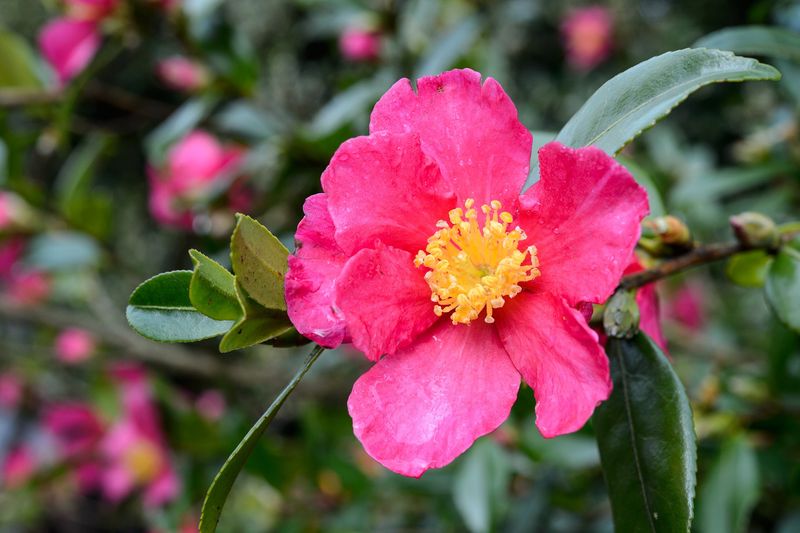 Camellia