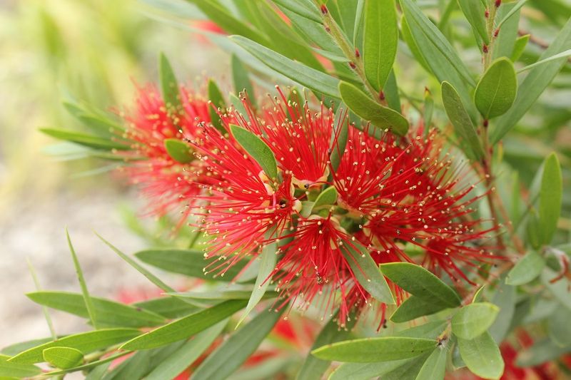 Bottlebrush