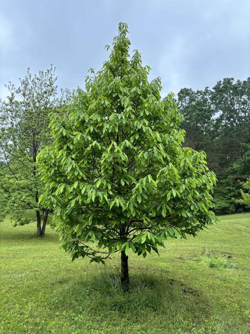 Plant Pawpaw For Unique Foliage And Edible Fruit