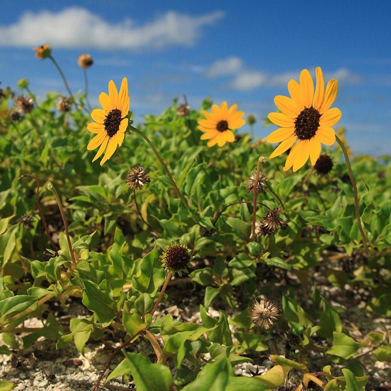 Plant Beach Sunflower For Rapid Coverage In Tough Spots