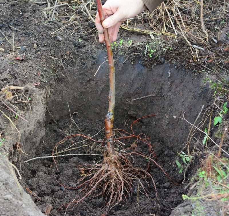 Set Bare-Root Fruit Trees While Dormant