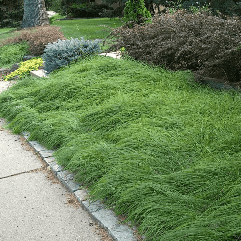 Lay Pennsylvania Sedge To Soften Bare Soil