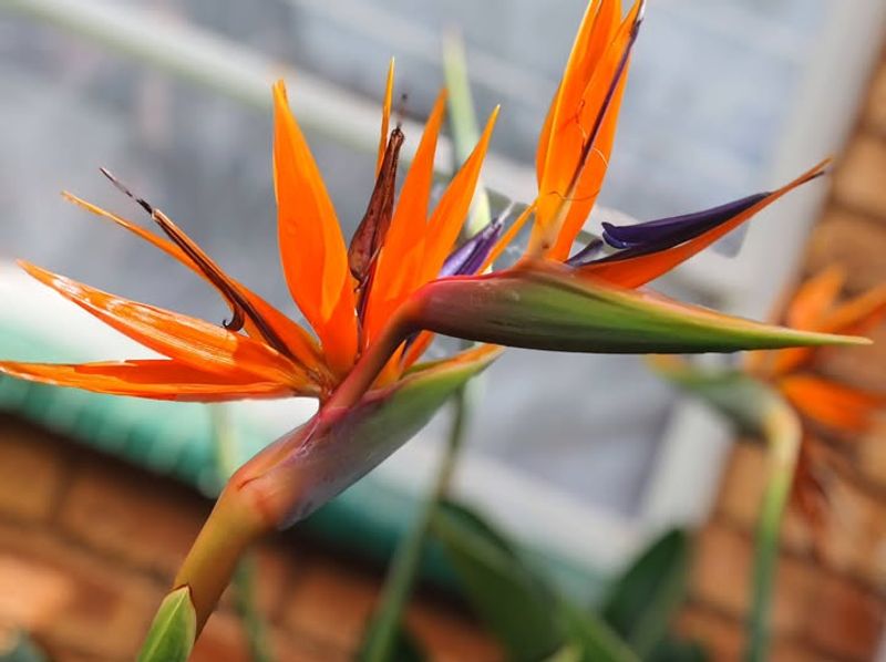 Heavy Work Is Not Needed Before Growth Starts