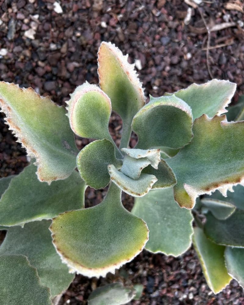 Kalanchoe Beharensis Stands Out With Velvety Leaves