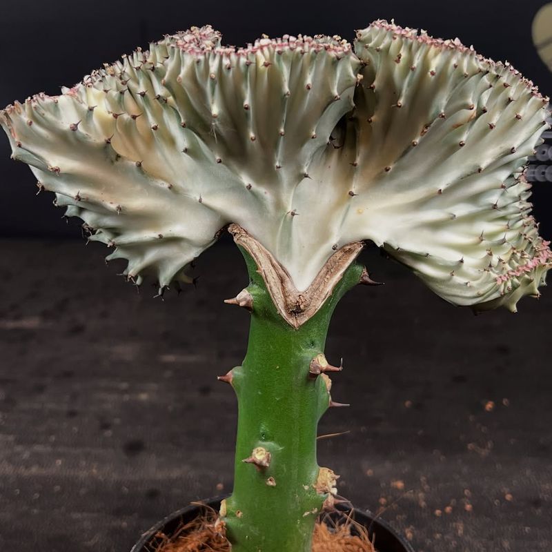 Euphorbia Lactea Cristata Creates Coral-Like Growth