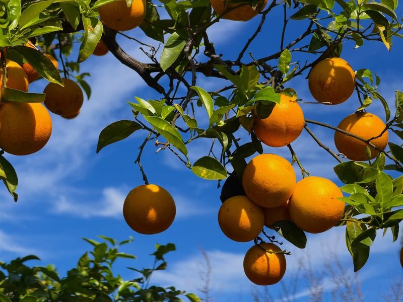 Washington Navel Orange