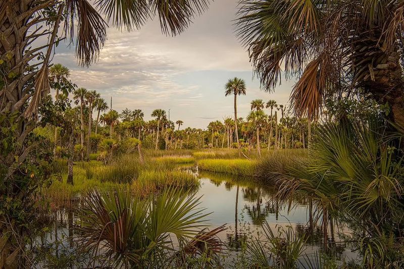 Cabbage Palm Owns The Florida Look