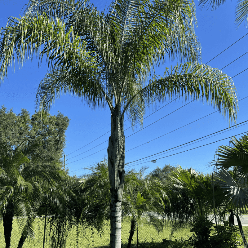 Queen Palm Delivers Tall Feathered Fronds And Tropical Height