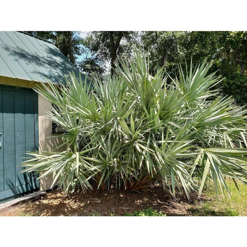 Saw Palmetto Builds Tough Natural Screens In Harsh Conditions