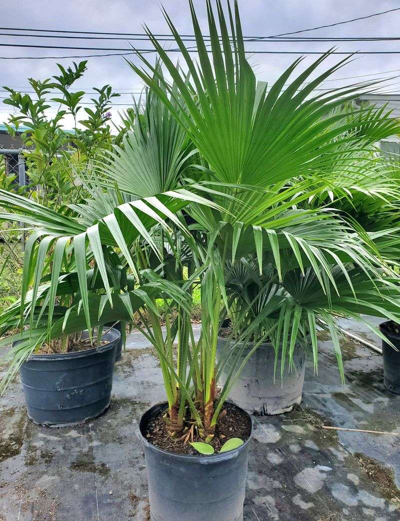 Chinese Fan Palm Makes A Bold Container Statement