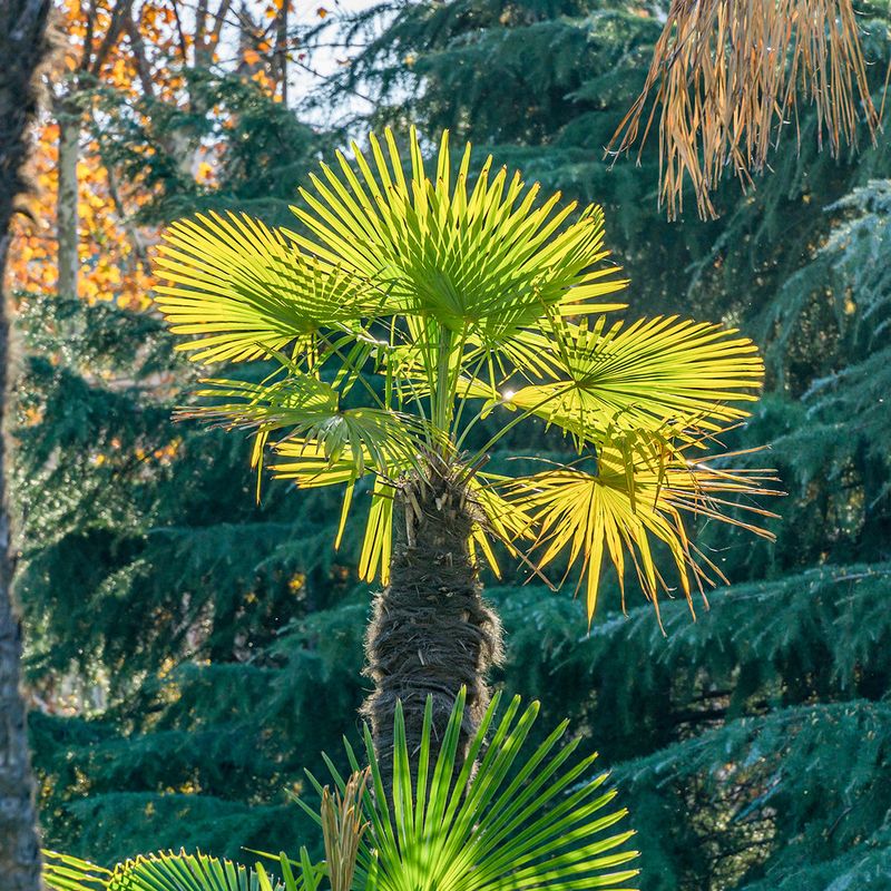 Windmill Palm That Handles Cooler Florida Winters