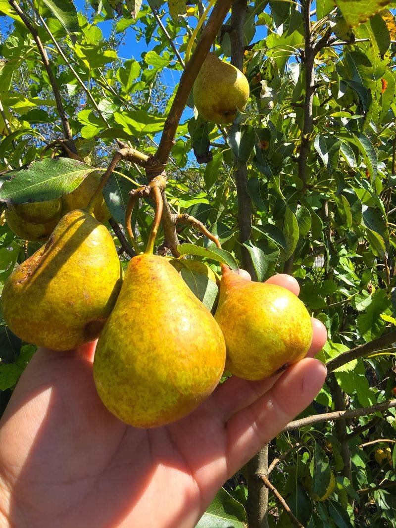 Pear Trees Typically Bloom Later Than Peaches