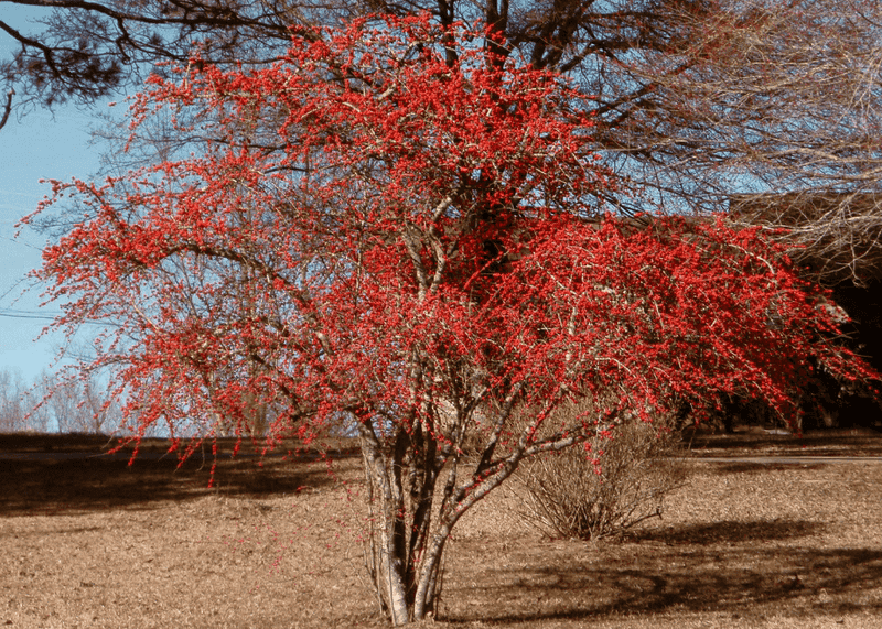 Possumhaw Holly (Ilex Decidua)