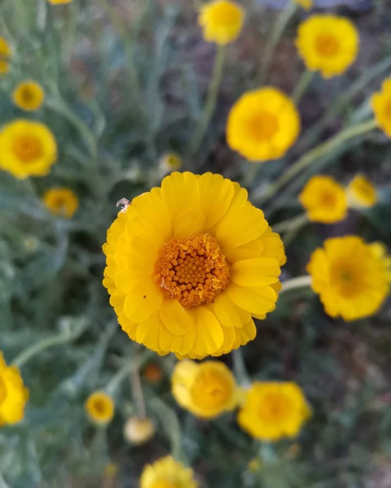 Golden Blooms From Desert Marigold Last Longer Than Expected