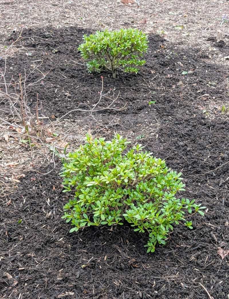 Acidic Soil That Actually Supports Healthy Growth