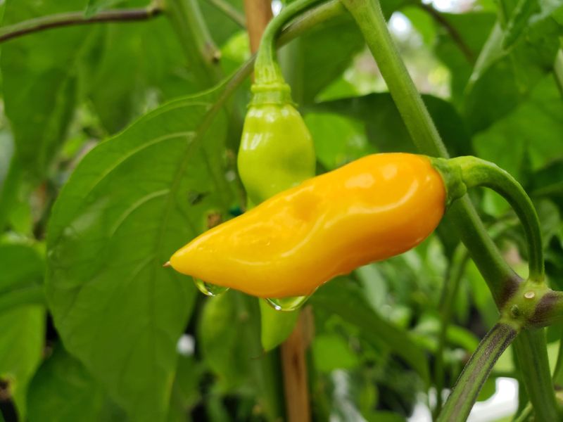 Datil Pepper Adds Flavor To Florida Gardens