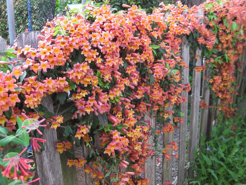 Low Maintenance Growth Once Established